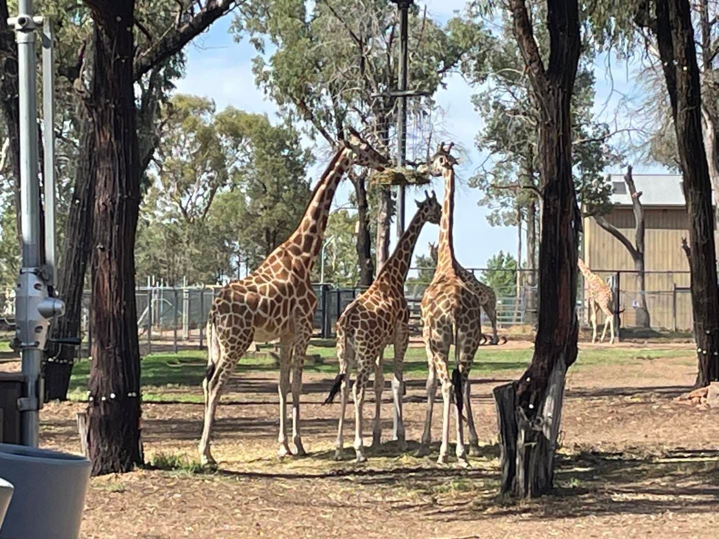 Dubbo Zoo 2025 Image -67de046c54466